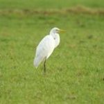 Vogelexcursie Beerse Overlaat/Kraaienbergse Plassen