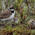 Iets positiefs in de crisis