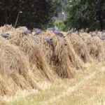 Laat de boeren maar dorsen…..