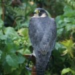 De laatste loodjes voor S2