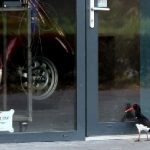 Auto-ekster