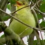 Spotvogel gespot…