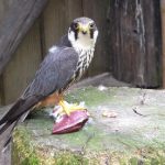 Boomvalkongeluk met een happy end