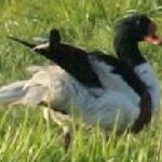 Een bergeend op het vlakke ………