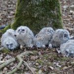 Hoera, een vijfling….