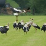 Invasie in Elsendorp