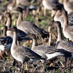 Een gans is een gans